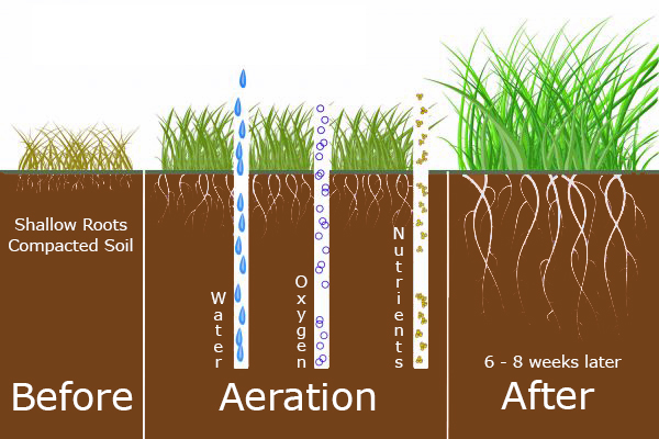 Lawn Aeration