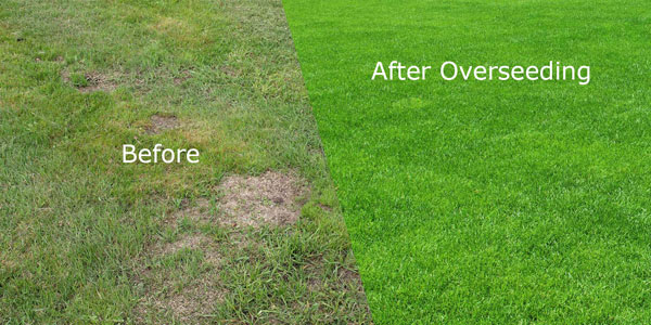 Lawn Overseeding