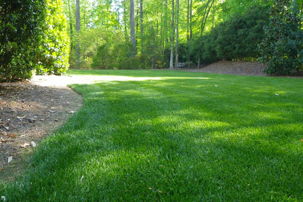 fertilized lawn